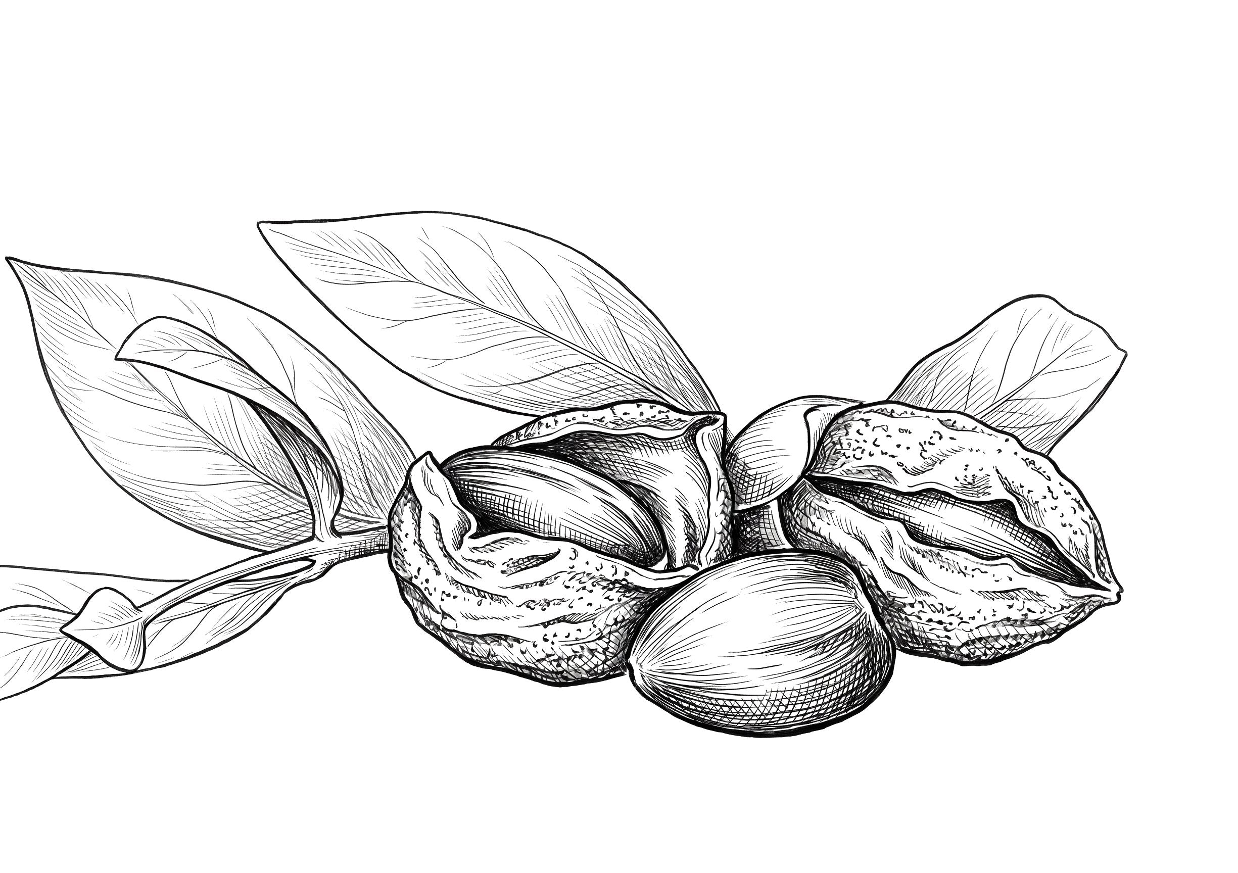 Jojoba Oil
