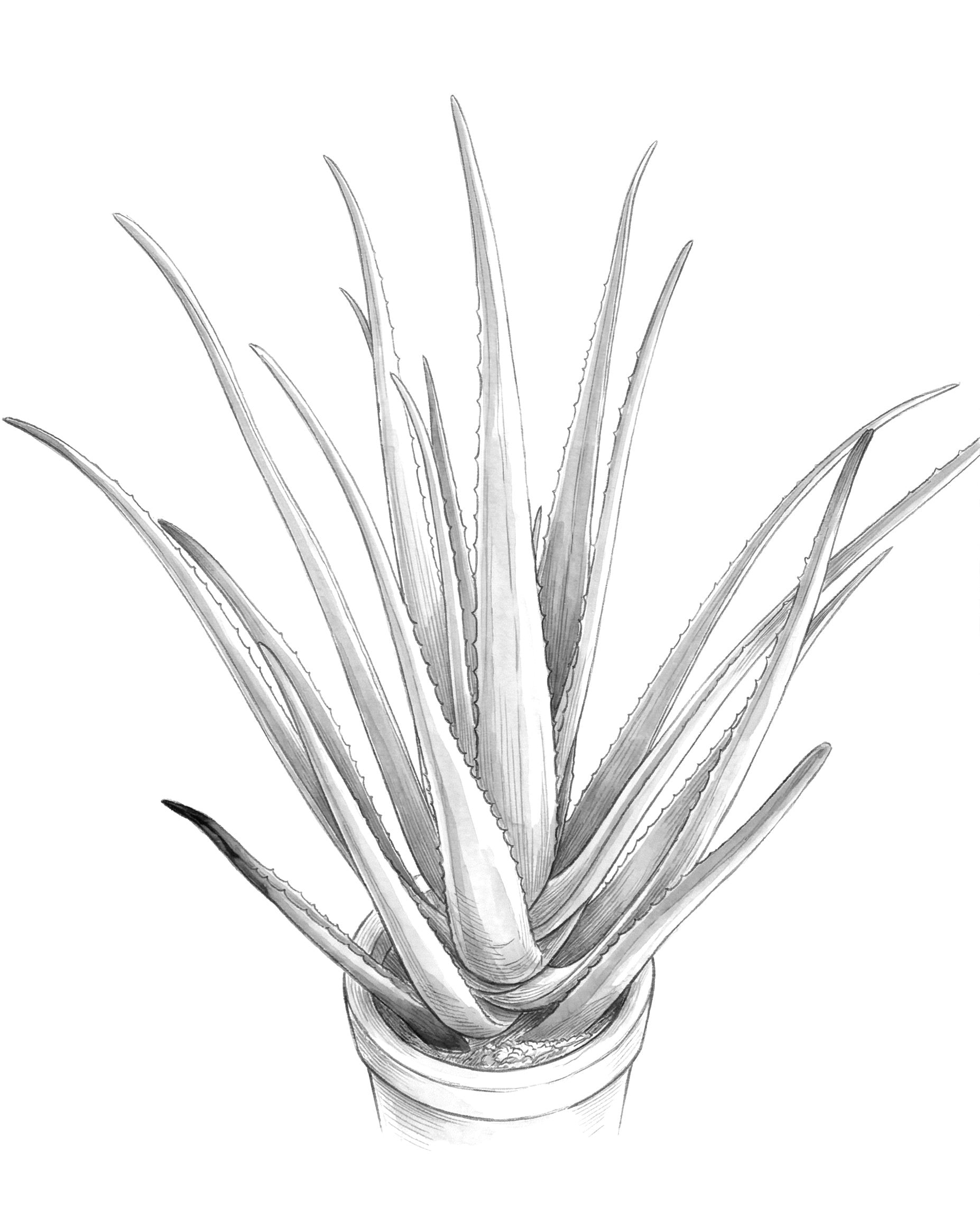 Aloe Vera