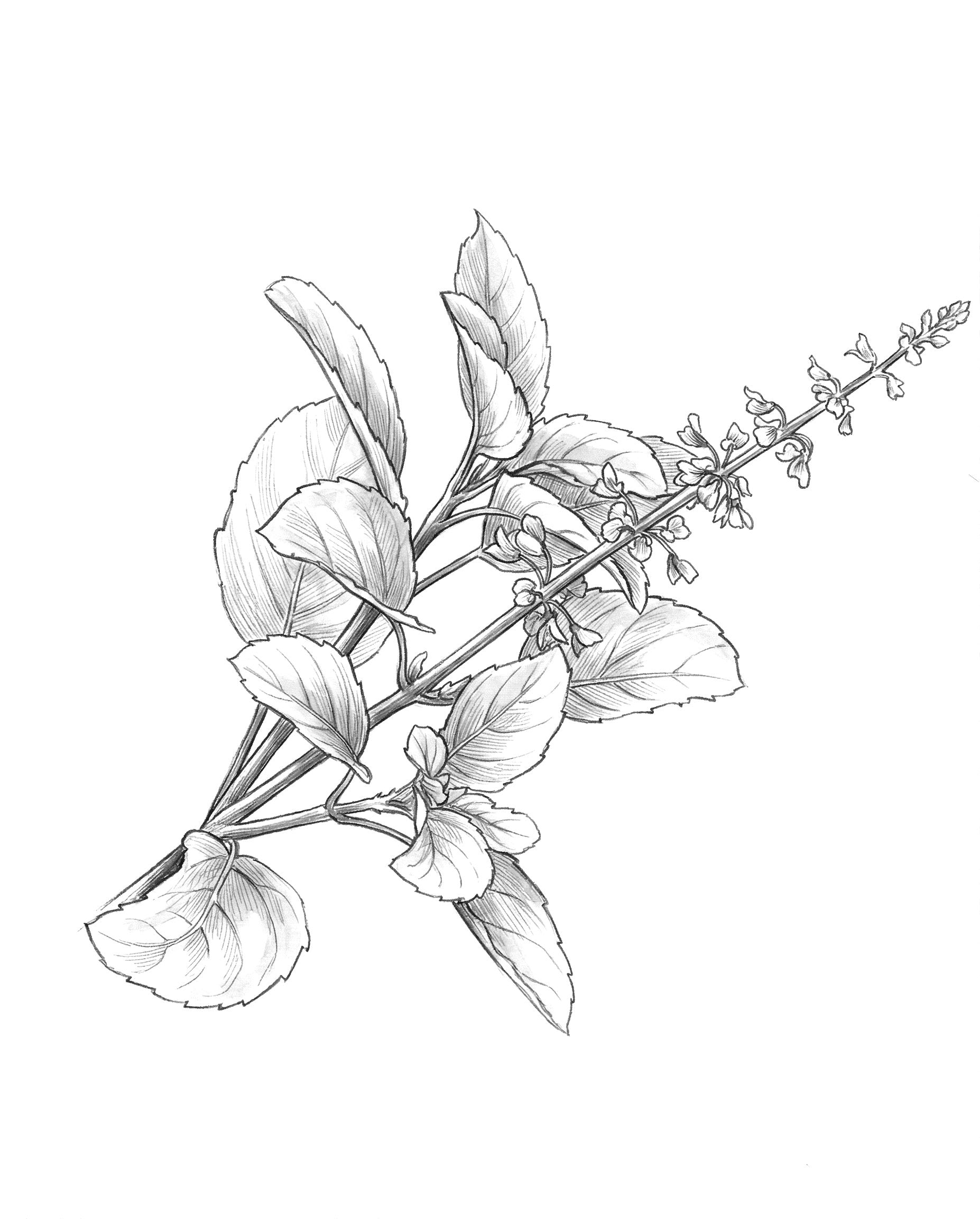 Holy Basil